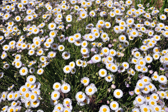 Spreading Fleabane is one of the more common members of genus Erigeron in central Arizona and a quite common early desert bloomer. This species is highly variable in appearance throughout its range and may be misidentified easily. It can readily spread over large open areas in years with abundant rainfall. Erigeron divergens