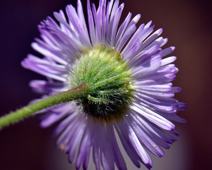 Spreading Fleabane is a highly variable species however the linear phyllaries or bracts surrounding the floral heads, as shown in the photo, typically have little or no variation. Erigeron divergens