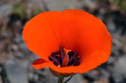 Calochortus kennedyi, Desert Mariposa Lily