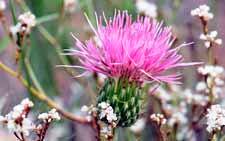 Cirsium ochrocentrum, Yellowspine Thistle