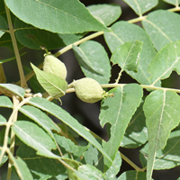 Female flower of Arizona Walnut or Arizona Black Walnut, Juglans major