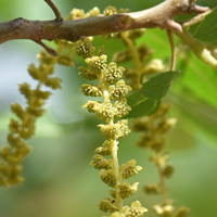 Male flowers of Arizona Walnut or Arizona Black Walnut, Juglans major