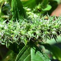 Carelessweed with ♁ flowers, Amaranthus palmeri