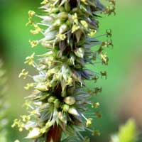 Carelessweed with ♂ flowers, Amaranthus palmeri