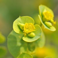 Mojave Spurge,the fruit is an oblong lobed capsule.  Euphorbia incisa