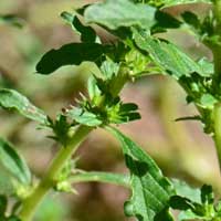 Prostrate Pigweed or Tumble Pigweed, Amaranthus albus