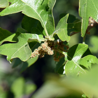 Gambel Oak or Gambel's Oak, Quercus gambellii