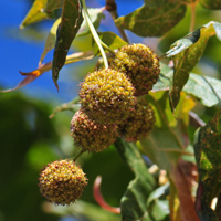 Arizona Sycamore. Flowers inconspicuous or green when visible, male and female flowers in dense globose heads. Platanus wrightii 