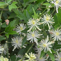 Drummond's Clematis or Clematis, Clematis drummondii