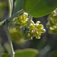 Flower greenish or yellowish-green; Jojoba, Coffee Berry or Deer Nut, Simmondsia chinensis