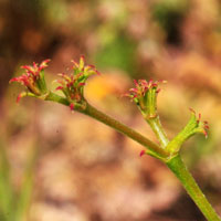 Chorizanthe brevicornu, Brittle Spineflower