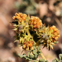 White Bursage or Burrobush has green inconspicuous flowers; male and female (monecious) intermixed on the same branches. Shown here are male flower clusters on top and upper side and female flowers looking like sharp spiny burs. Ambrosia dumosa