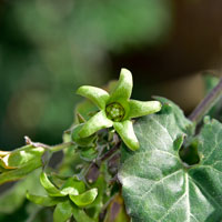 Flowers greenish-yellow; Matelea producta, Texas Milkvine