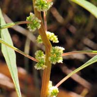 Fringed Amaranth or Pigweed, Amaranthus fimbriatus