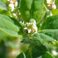 Mat Amaranth or Matweed, Amaranthus blitoides