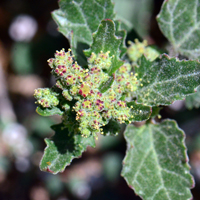 Nettleleaf Goosefoot, has greenish-yellow flowers. Chenopodiastrum murale