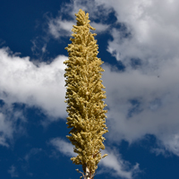 Sotol or Desert Spoon has greenish flowers, male and female on separate plants (monecious). This plants blooms from May to August but flowers remain on stalks long after the bloom is over. Flowering stalks may reach heights up to 20 feet. Dasylirion wheeleri 