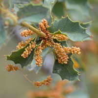 Sonoran Scrub Oak or Shrub Live Oak, Quercus turbinella