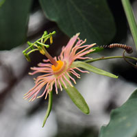 Mexican Passionflower or Passionflower, Passiflora mexicana