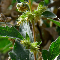 Ambrosia Leaf Bur Ragweed has dull yellow or yellowish-green inconspicuous male and female flowers on the same plants. In the photograph are female flowers which grow in clusters on lateral axils just below the male flowers. Ambrosia ambrosioides