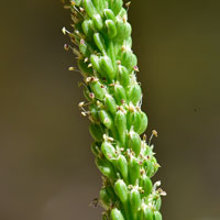 Common Plantain or Broadleaf Plantain, Plantago major