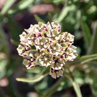 Antelope Horns Milkweed, Asclepias asperula