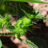 New Mexico Copperleaf has small flowers, inconspicuous; note here 3-lobed golden-green fruit. Acalypha neomexicana