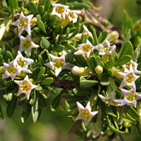 Desert Wolfberry or Boxthorn; Greenish-white or purple flowers, Lycium macrodon