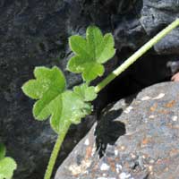 Hoary Bowlesia or Miner’s Lettuce, Bowlesia incana