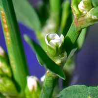 Silversheath Knotweed, Polygonum argyrocoleon