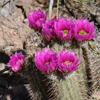 Hedgehog Cactus, Echinocereus engelmannii