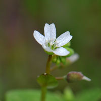 Miner's Lettuce, Winter Purslane, Claytonia perfoliata