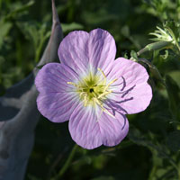 Oenothera speciosa, Mexican Evening Primrose