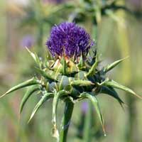 Blessed Milkthistle, Purple, Reddish-Purple, Pink; Silybum marianum