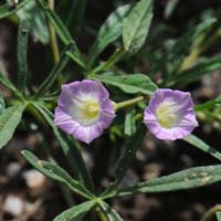 Morning-glory, Ipomoea costellata