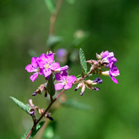 Teabush or Pyramid Bush, Melochia tomentosa