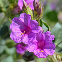 Mirabilis multiflora, Colorado Four O'clock