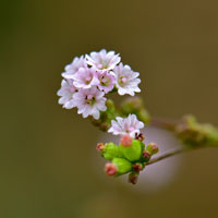 Fivewing Spiderling, Boerhavia intermedia