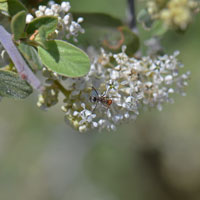 Flowers may be white, bluish or pink; Ceanothus greggii, Desert Ceanothus