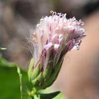 Dwarf Desertpeony, Acourtia nana