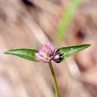 Sonoran Globe Amaranth or Ball Clover, Gomphrena sonorae