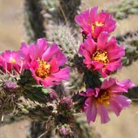 Walkingstick Cactus, Cylindropuntia spinosior