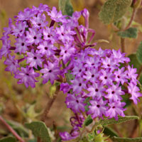 Desert Sand Verbena or Pink Sand Verbena, Abronia villosa