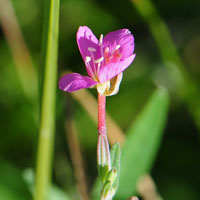 Oenothera rosea (Gaura epilobia), Rose Evening Primrose