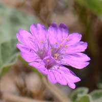 Trailing Four O'clock or Pink Windmills, Allionia incarnata