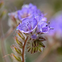 Distant Phacelia or Caterpillar Phacelia, Phacelia distans