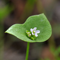 Miner's Lettuce, Winter Purslane, Claytonia perfoliata