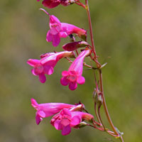 Desert- or Canyon Penstemon, Penstemon pseudospectabilis