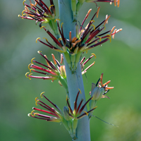 Flowers yellow and purple; Lechuguilla or Shindagger, Agave Lechuguilla