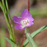 Winecup Clarkia, Clarkia, Clarkia purpurea